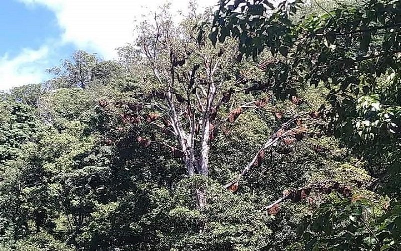Foto Kio untuk Selamatkan Flora dan Fauna