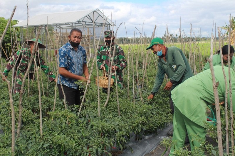 Foto TNI Peduli Inflasi , Kodim 1604/Kupang Panen Perdana Cabai pada Poktan Noelbaki 