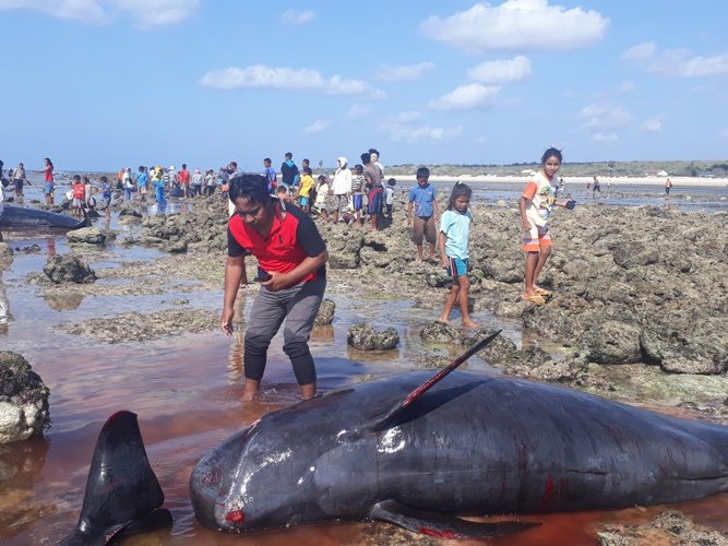 Foto 13 Fakta Terungkap dari 17 Ekor Paus Terdampar di Sabu Raijua