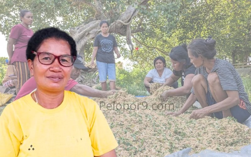 Foto Penyakit, Ketersediaan Bibit dan Pasar jadi Pergumulan Peternak Babi Desa Matei