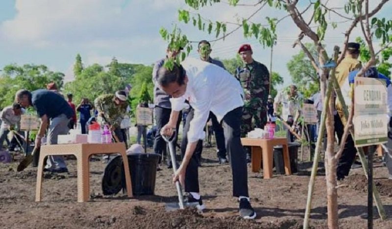 Foto Tanam Pohon Cendana Presiden Jokowi Turut Lestarikan Tanaman Endemik NTT