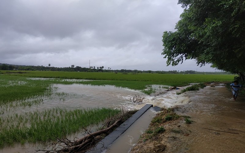 Foto Saluran Irigasi Jebol, Puluhan Hektar Sawah di Raeloro, Sabu Raijua Terendam Banjir   