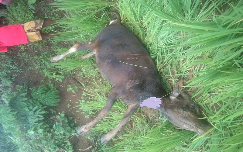 Foto Tembak Sapi Pakai Senpira, Warga Daleholu dan Lenguselu Sempat Bersitegang 
