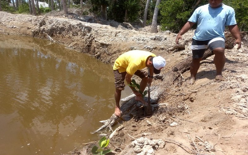 Foto  Cegah Abrasi, DPD II Golkar Sabu Raijua Tanam Mangrove di Pesisir Pantai B’odo