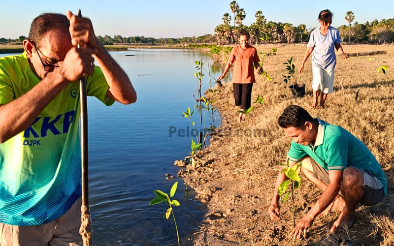 Foto Pegiat Lingkungan Tanam Mangrove di Muara Wuihebo, Cerita Tantangan dan Keberhasilan!