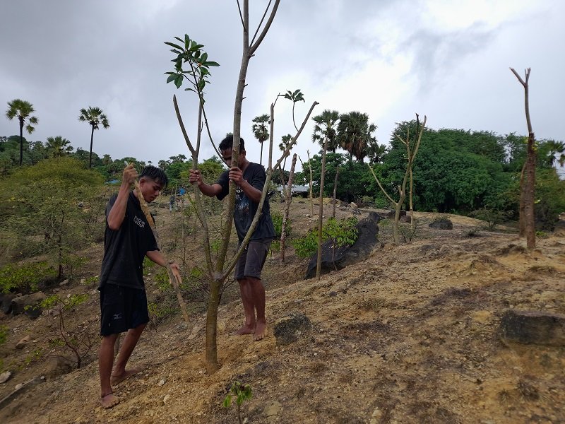 Foto Ecologi Rai Hawu dan Warga Desa Ballu Kembali Tanam Ratusan Pohon