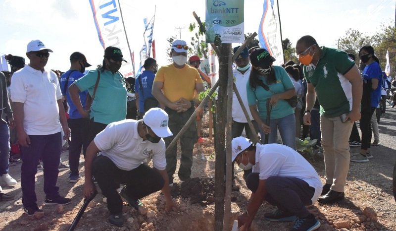 Foto Dukung GKH, 70 Sponsor Tanam Pohon di Kota Kupang   