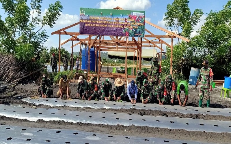 Foto TNI Peduli Inflasi: Mulai Tanam Cabai di Lahan Demplot
